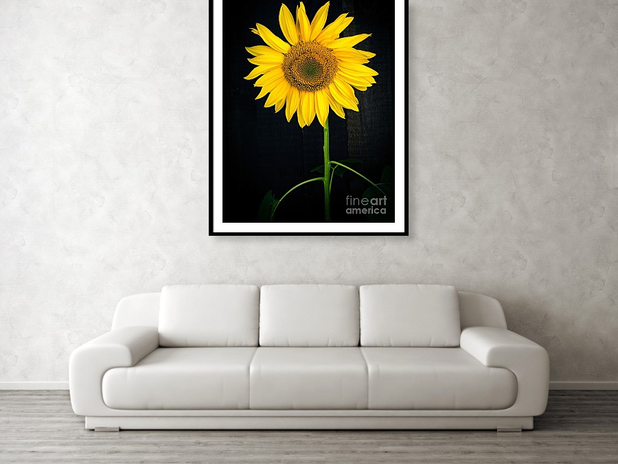 Wall art print of beautiful sunflower over black.